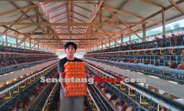 Jadi Rebutan Pedagang, Antri Telur di Demplot Keling Kumang Agro Harus ‘Booking’ Di Muka