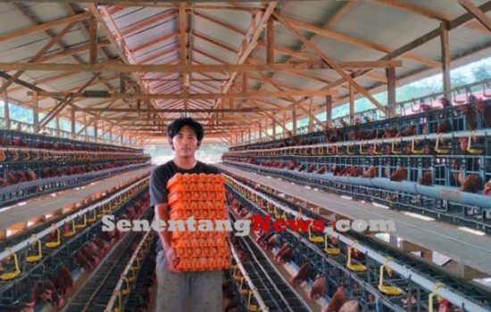 Jadi Rebutan Pedagang, Antri Telur di Demplot Keling Kumang Agro Harus ‘Booking’ Di Muka